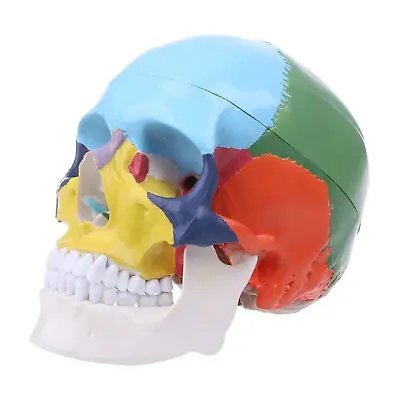 Life Size 1:1 Colorful Human Skull Model Anatomy Medical Teaching Skeleton Head • $45.99
