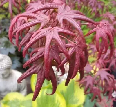 Acer Tree (Starfish) NEW Rare Japanese Maple 3L Pot 60cm Delivered To Your Door • £28.99