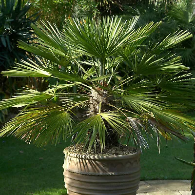 Chamaerops Humilis European Fan Palm Plant Hardy Rare Exotic Outdoor Palm Tree • £28.99