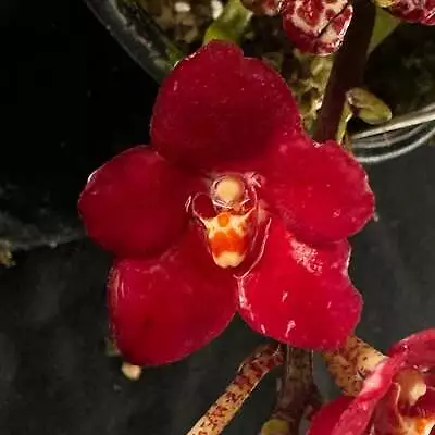 Flowered Select Sarcochilus SP23/299 • $75
