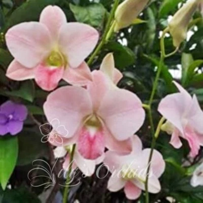 $22 • Buy LD-37 Den. Suree Peach Dendrobium Orchid