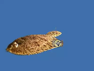 Freshwater Flounder A Unique Fish 1 - 2” In Size. • $11.99