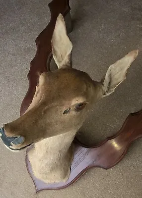 £200 • Buy Taxidermy: Beautiful Roe Buck Deer Mounted Head.