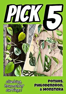 Choose 5 Climbing Live Houseplant Cuttings! Pothos Monstera Philodendron • $16.99