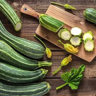 ZUCCHINI COCOZELLE 10/20 Seeds Italian Heirloom Striped Compact COMBINED POST • $2.30