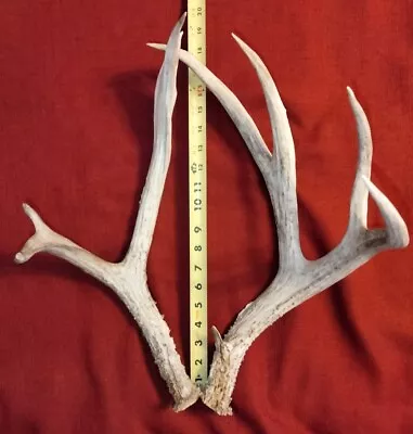 Large Mule Deer Antlers 18  & 2.7 Lbs Taxidermy Crafts Knife Making Dog Chews • $50