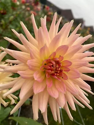 Dahlia 'Henriette' Tuber (Cactus-shaped Flowers) Free UK Postage • £14.50