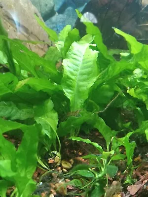 Java Fern Microsorum Pteropus Bare Root On Gravel  • $10