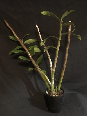 $85 • Buy Dendrobium Gatton Sunray 