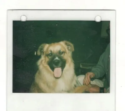 Vintage Kodak Instant Photo DOG PORTRAIT 1980's Found Art DST30 • $1.50