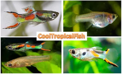 (10) Guppy  Fish- Endler Guppies - Small Plain Guppies - Random Colors And Sexes • $33
