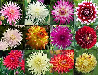 Dahlia Tubers Perennial Garden Flower  Plant Summer Flowering Bulb • £5.29