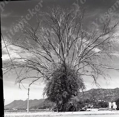 A18  Original Negative 1974  Mexico Chapala Tree Main Street Car 031a • $9.25