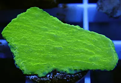 Stunning Neon Green Montipora Capricornis Small Coral Frag-Marine SPS • £0.99