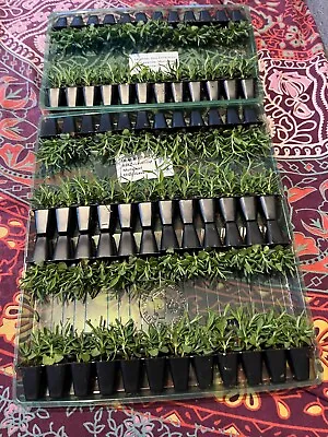 £9.95 • Buy 10 Lavender  Plants  .  Free Yodel 48 Delivery