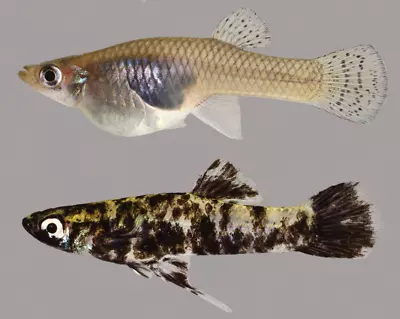 (2)Melanistic Mosquito Fish M/F Pairs (gambusia Holbrooki)Live Native Livebearer • $38