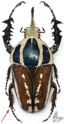 Mecynorhina Torquata Ugadensis(No.31)805mmGIANTACTUAL SP.WILDMOUNTED • $180