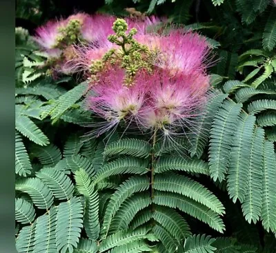 Mimosa / Persian Silk Tree ~ Live Plant  APPROXIMATELY 15 INCHES TALL • $28.99