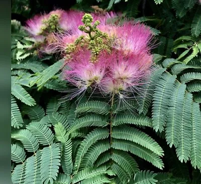 Mimosa / Persian Silk Tree Live Plant  APPROXIMATELY 1FT TALL • $28.99