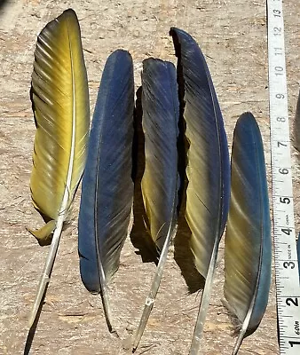 16 Blue And Gold Macaw Feathers 9 Inches • $30