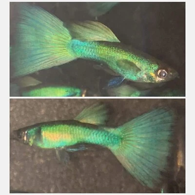 $28 • Buy 1 Trio Live Guppy Fish - Green Moscow  - High Quality