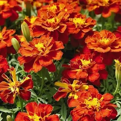French Marigold RED CHERRY Beneficial In Vegetable Gardens Non-GMO 100 Seeds! • $3.98