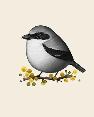 Mike Mitchell Loggerhead Shrike Fat Bird Series • $100