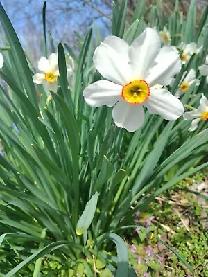 Pheasant Eye Daffodils W Bulbs 20/$12 • $12