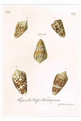 Matchless Cone Shells Vintage 1991 Shell Print G.P.Trautner Picture CNHPS#19 • $4.96