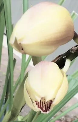 $11.99 • Buy GIFT Cymbidium Orchid Bulb Vanilla Blooms With Magenta Lip Pulp Red Shades At Bk