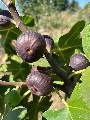 Chicago Hardy Fig Tree - Live Plant - Very Cold Hardy - Self Fertile  • $19.99