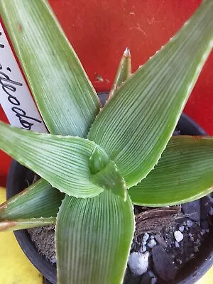 ALOE Deltoideodonta -  Small Variety Aloe - Striated With Fine Pale Lines • $19