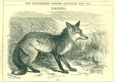 1873 Cassell's Illustrated Almanack FOX Vintage Art Print SV4. • $12.99