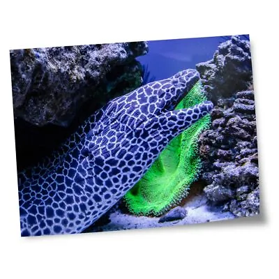 8x10  Prints(No Frames) - Leopard Moray Eel Dragon Fish  #12590 • $6.21