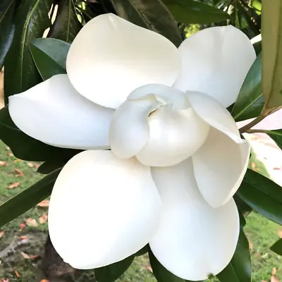 Magnolia Grandiflora -  - • $47.60