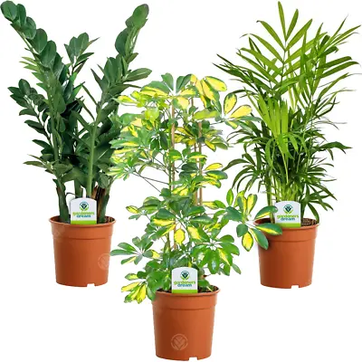 Indoor Plant Mix - 3 Plants - House / Office Live Potted Pot Plant Tree (Mix A) • £22.99