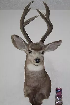 Mule Deer Head Mount Taxidermy Antler Cape Whitetail Log Cabin Decor Hunt Horn • $210