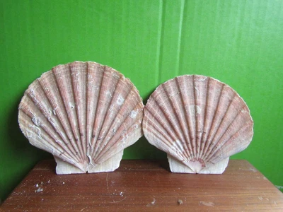 $7.99 • Buy 2x Lion Paw Sea Shells Scallop Fan Natural Sea Shell 5.5 X5” Vintage