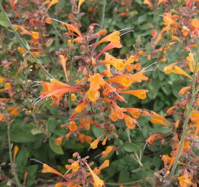 HUMMINGBIRD MINT Seeds *FREE Shipping!* Agastache Aurantiaca Anise Hyssop Seeds • $7.95