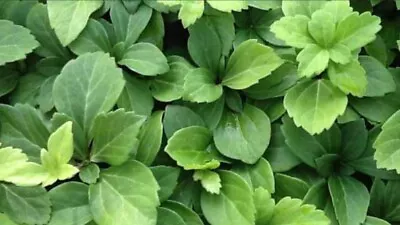 Pachysandra Terminalis 50 Bare Root Plants • $45