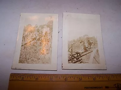 Antique Photos Horse Drawn Cultivator Children Beagle Hound Puppy Dog Corn Field • $12