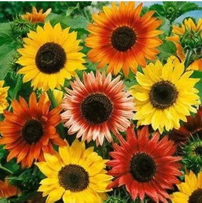 50 To 100 Autumn Beauty Sunflower Seeds Helianthus Single Yellow  Red UK • £1.95