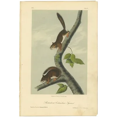 Audubon Quadrupeds Octavo Bowen 1849 H/c Litho Pl 5 Richardson's Squirrell • $41.60