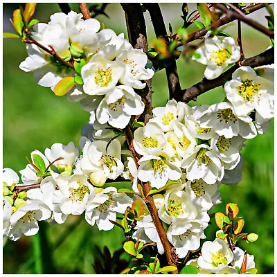 Chaenomeles × Superba 'Jet Trail' / Japanese Quince 20-30cm Tall In 2L Pot • £14.99