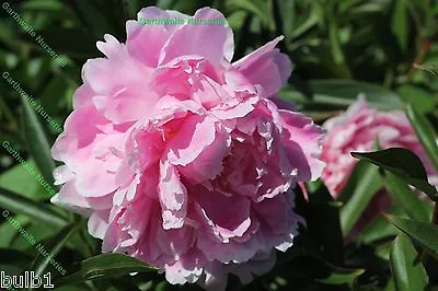  Sarah Bernhard  Double Peony (paeonia) Pink Perennial Plant Potted 1 Litre • £12.50