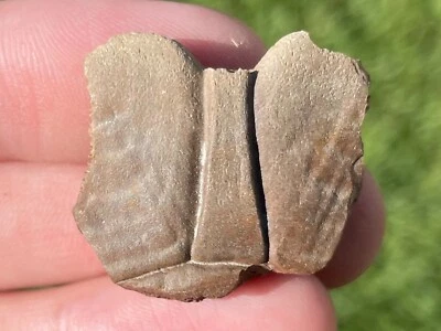 $9.99 • Buy Texas Fossil Turtle Shell Rare Pleistocene Mammoth Age Bone