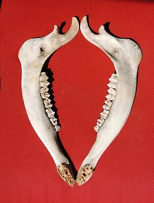 Elk Jaw Bones Matching Pair 16  • $24