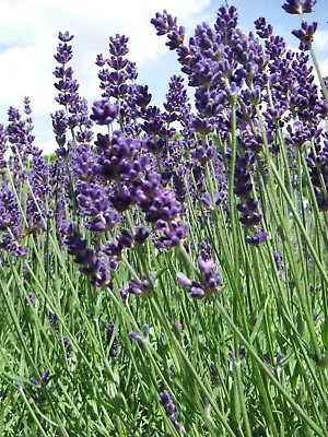 200 Purple English Lavender Seeds Hardy + 10% EXTRA FREE & FREE P&P!! • £1.85