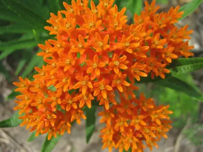 Butterfly Milkweed Seeds 30+ Flower Asclepias Tuberosa PERRENIAL FREE SHIPPING • $2.60