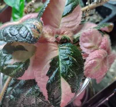 Episcia EMBER LACE Rare Variegated Chimera • $49